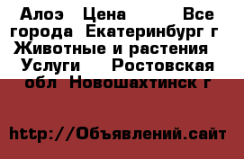 Алоэ › Цена ­ 150 - Все города, Екатеринбург г. Животные и растения » Услуги   . Ростовская обл.,Новошахтинск г.